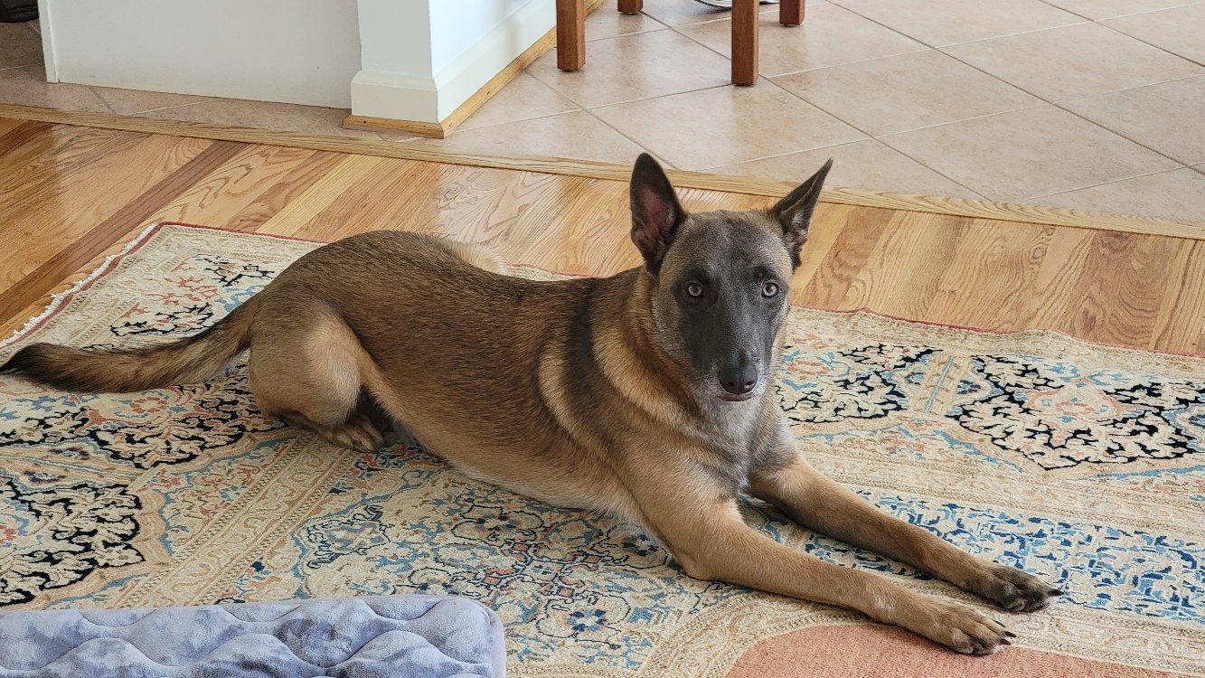 Financial Freedom: My Dog Ate the Rug